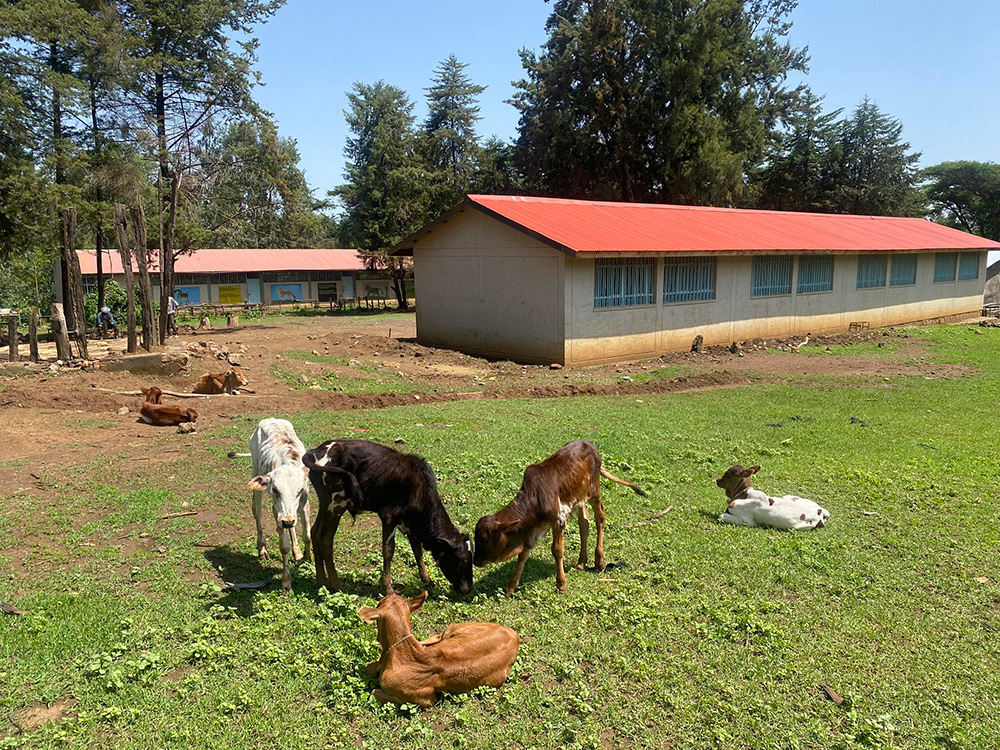 Farm animals at the Dib Bahir School